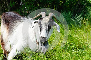 A goat eats grass behind a green meadow
