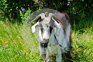 A goat eats grass behind a green meadow