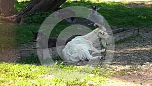 goat eats grass lying on the ground.