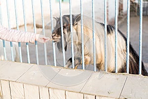 A goat eats from a personÃ¢â¬â¢s hands photo