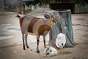 Goat eats waste from a garbage can in India