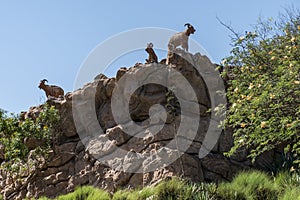 Goat at edge of a mountain in Oman salalah dhofar region 2