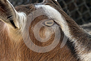 Goat Eye