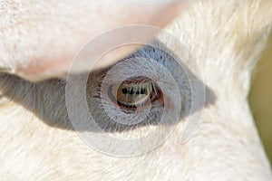 Goat eye close up