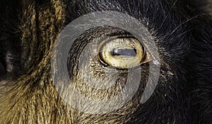 Goat Eye