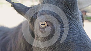 Goat eye closeup, farm animal on sunny day