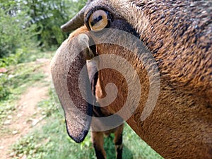 Goat eye