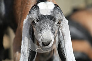 Goat Face