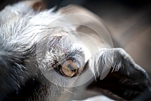 Goat face close-up, macro shot of the eye. Animals and wildlife concept