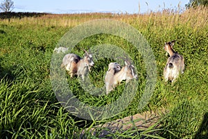 Goat family. Goats walk along the river and nibble on fresh grass. Horned animals for a walk in an overgrown field