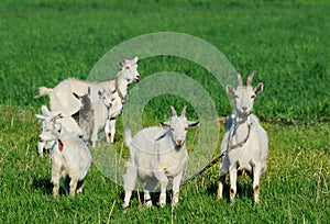 Goat family in a green field