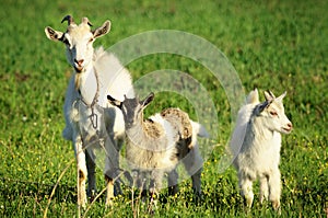 Goat family in a green field