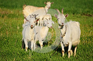 Goat family in a green field