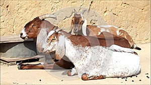 Goat family relaxing and ruminating