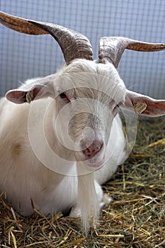 Goat in farm