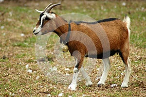 Goat on farm photo