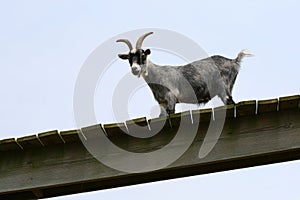 Goat at a farm