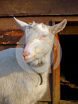 Goat on Farm