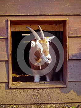 Goat on Farm