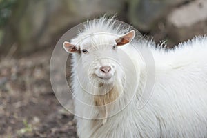 Goat on farm