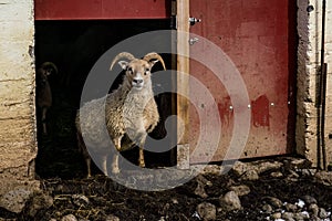 Goat farm animal at entrance of barn