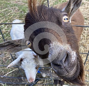 Goat at farm being rambunctious