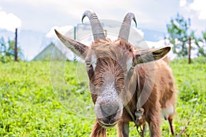 Goat on the farm close up