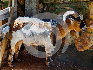 Goat in farm corral located on br040 in a municipality of Esmeraldas.