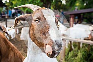 Funny goat portrait eating carrots photo