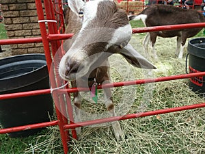 Goat at Farm Exhibition at Rand Show, Johannesburg, South Africa