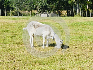 Goat on Farm grazes grass.