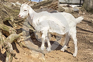 Goat Farm