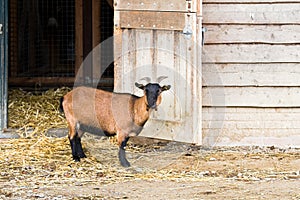 Goat on farm standing photo