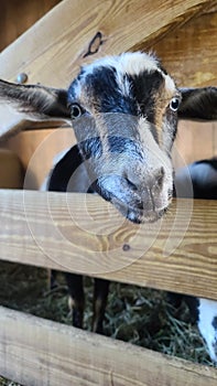 Goat at a farm waiting for food from the visitor