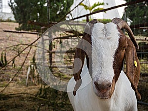 Goat in farm