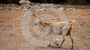 goat farming in bahia