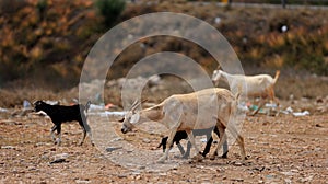 goat farming in bahia