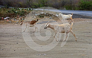 goat farming in bahia