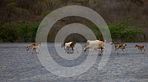 goat farming in bahia