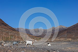 Goat farming is widespread on the island of Fuerteventura