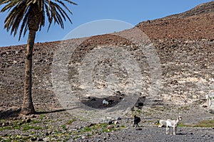 Goat farming is widespread on the island of Fuerteventura