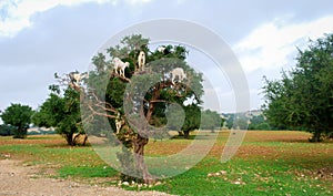 Goat feeding on argan seed