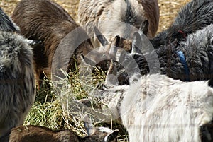 Goat Feeding Frenzy