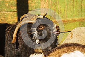 Goat, female Capra aegagrus hircus portrait photo