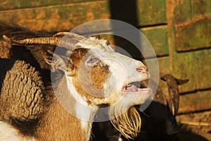 Goat, female Capra aegagrus hircus portrait photo