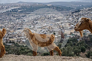 Goat and a Fez panorama, Morocco, North Africa