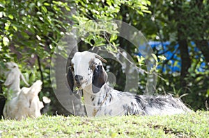 Goat in field