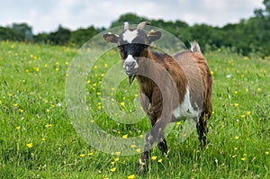 Goat in a field photo