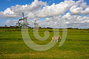 A goat in a field in the Netherlands with windmills in the background.