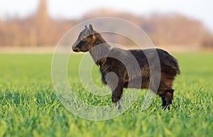 Goat on field, outdoor